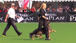 Duke vom Spektefeld - SV Bundessiegerprüfung 2017 - B