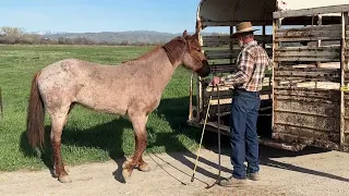 Pro Tips For Trailer Loading A Horse (Part 1/2)