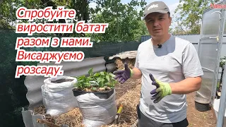 Planting sweet potato seedlings! Sweet potato is not a potato!