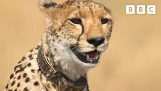 Cheetahs on a DANGEROUS wildebeest hunt 🐆 Dynasties II - BBC