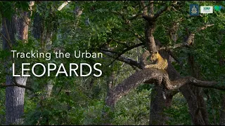 Tracking the Urban Leopards
