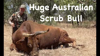 Huge Australian Scrub Bull. 458 Win Mag.