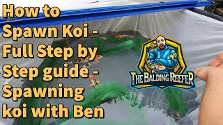 How to Spawn Koi - Full Step by Step guide - Spawning koi with Ben