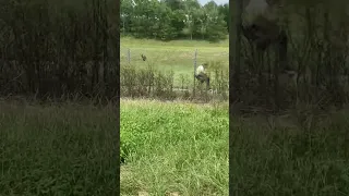 Skating the Highway Hill Bomb! #skateboarding