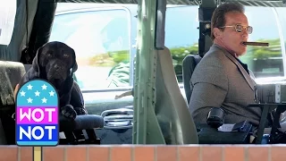 Arnold Schwarzenegger Drives Hummer with Pet Labrador Along for the Ride