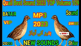 Quail sound l Best Quail Hunting 2023l Batair New voice l Vol 109. Quail sound l MP3 Awaz.