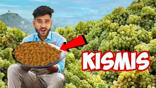 100 Kg Grapes = How Much Kismis ?