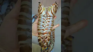 Wow giant Tiger Shrimps #shorts