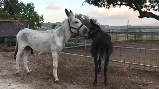 Donkey In my village Fast Time