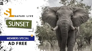 SafariLIVE Sunset Safari - 07 May 2024 - Members Only