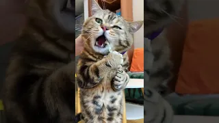 Hungry Greedy Cat 😺🤣❤️ | Cats Eating Vegetables 😺❤️ | Wait for the last #shorts #cat #funny