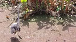 Great Blue Heron Courtship Display February 27 2014