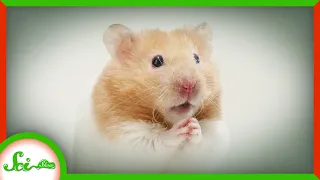 The Hamster That Saved Thousands of COVID Patients