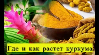 Где и как растет куркума