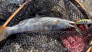 渓流で釣れたアマゴをホイル焼きで頂く【渓流解禁】