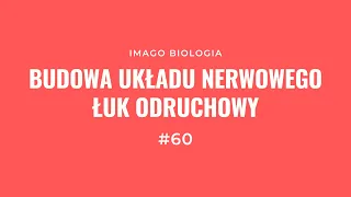 Układ nerwowy. Budowa i łuk odruchowy