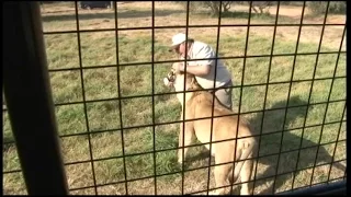 Inside the Lion Park Where American Was Mauled to Death