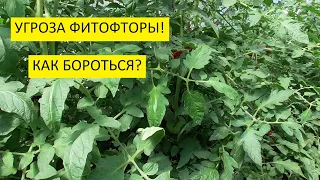 Фитофтора. В дождливую погоду на томатах может появиться фитофтора!