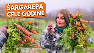 How To Pick CARROTS Throughout the Year?
