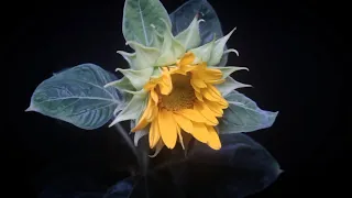 Sunflower time-lapse: seed to flower - 110 days in 2 minutes