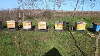вывез пчел на опыление фруктовых деревьев