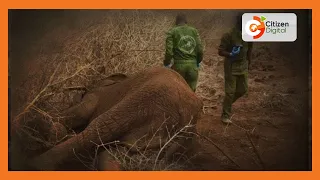 Another elephant dies in Imenti Forest due to drought