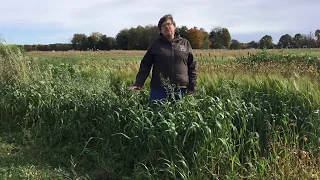 Oats as a Cover Crop