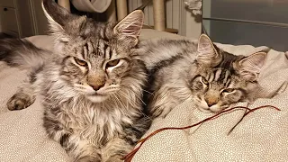 Maine Coon Brothers Orion and Sirius - 6 Months Old!