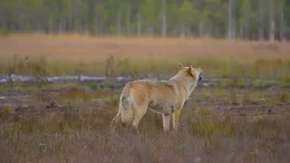 Wolves howl in a windy autumn evening in Finland near the Russian border. HD SDR.