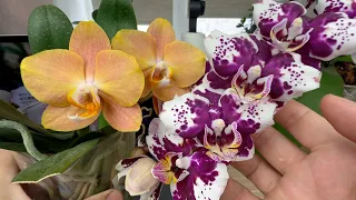 новые ОРХИДЕИ НЕ ОПРАВДАЛИ ожидания // отдаю орхидеи // ОЧАРОВАШКА орхидея Китайская Мелодия