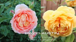 David Austin Roses Lady Of Shallot and Golden Celebration