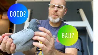 How to select quality racing pigeons | How to judge a racing pigeon