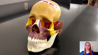 Bones of the cranium and face