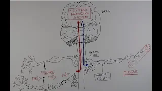 The driving cells of ALS