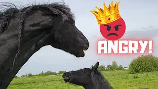 Queen👑Uniek is mean!! And sweet! She gives you all a hug and a kiss! | Friesian Horses