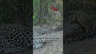 Two frisky tortoises interrupt leopard's hunt 😂