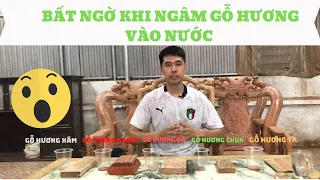 Cách nhận biết các loại gỗ hương trên thị trường