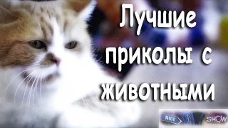 Лучшие приколы с животными.  1  /июль 2015/  Best Vines With Animals vol1