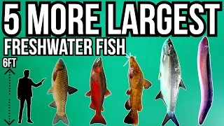 5 More of The Largest Freshwater Fish In The World Part 6