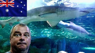 Aproape de dinții fioroși ai rechinilor - experiență terifiantă în Sydney Australia