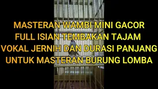 MASTERAN WAMBI MINI FULL ISIAN TEMBAKAN TAJAM VOKAL JERNIH DAN DURASI PANJANG ISIAN BURUNG LOMBA