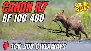 Canon R7 + RF 100-400 | Kodiak Red Cross Fox + 10k Subscriber Giveaway!