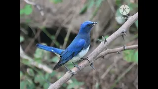 Suara pancing burung selendang biru masteran burung selendang biru suara burung selendang biru