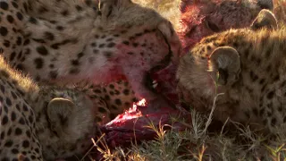 4 Cheetahs and 1 Hyena destroy a Baby Gazelle