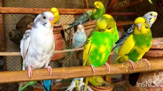 Australian Parrot Australian Budgies Sounds #birds #budgies #sound #beautiful #parrot #wildlife