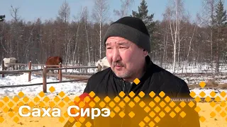 «Саха сирэ» информационнай биэрии. Кулун тутар ый  11 күнэ  20:30