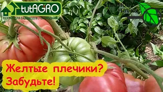 НИКАКИХ ЖЕЛТЫХ ПЛЕЧИКОВ НА ТОМАТАХ! Не только подкормки: как исправить желтые и невкусные плоды?