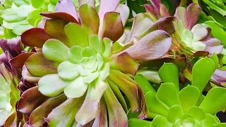 AEONIUM ARBOREUM CARE MADE SIMPLE/ Joy Us Garden