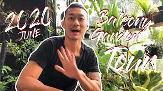 Houseplant tour of my jungle balcony in Indonesia (June 2020)
