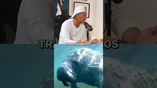 Frank Cuesta 🐍 Dice Cuál Es El Animal Más Peligroso Del Mundo